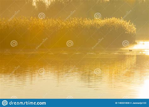 Reed Along The Shore Of A Lake In A Natural Park At Sunrise Stock Photo