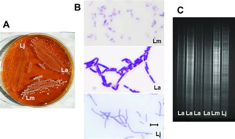 Distinguishing Features Of Lactobacillus Strains A Colony Appearance