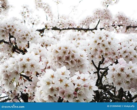 Bright Attractive Sweet Akebono Yoshino Sakura Cherry Blossom Flowers