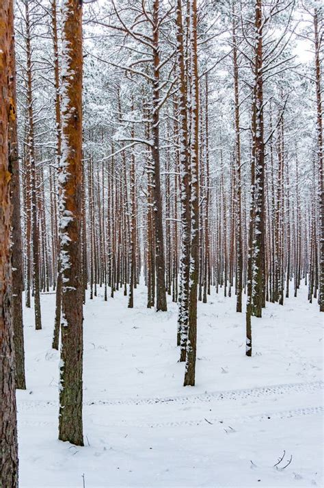 Snowy Winter Woods Stock Photo Image Of Land Street 64866276