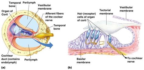 Organ Of Corti Basilar Membrane
