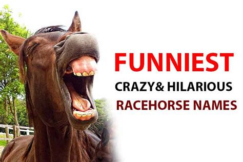 Best Funny Racehorse Names Ridiculous And Hilarious
