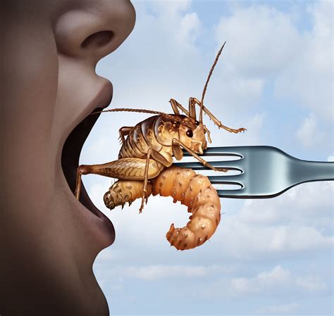 The Omnivores Dilemma Eating Bugs Lottaveg