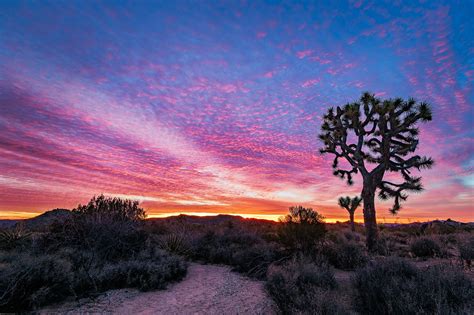 Desert Sunrise At Joshua Tree The Mojave Desert In Californias