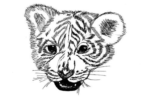 Tiger Cub By Art Miss On Deviantart