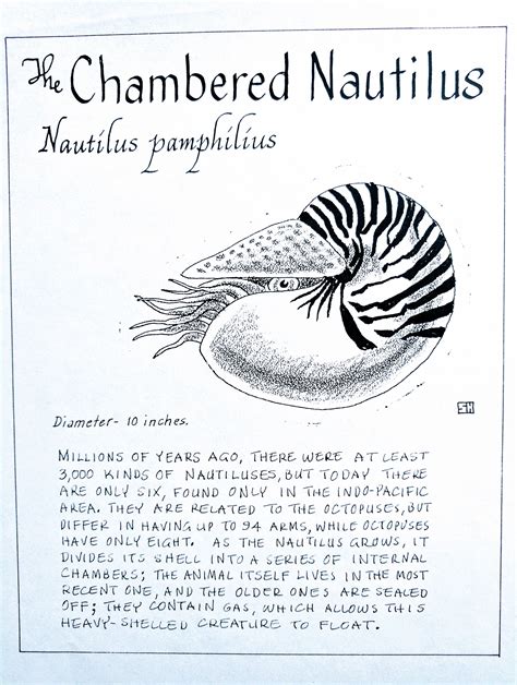 The Chambered Nautilus Nautilus Pamphilius Marine Biologist Hinton