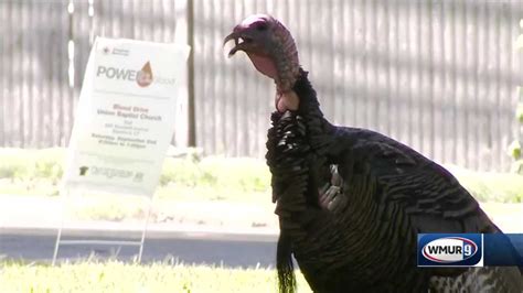 public asked to help count turkeys