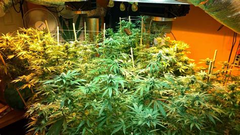 How to Produce 1 Gram/Watt of Cannabis with Grow Lights ...