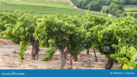 French Vineyard Stock Image Image Of Winery French 29056231