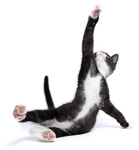 Cat Falling Stock Photos Pictures And Royalty Free Images Istock