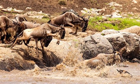 Experience The Wildebeest Migration Crossing The Grumeti Art Of Safari
