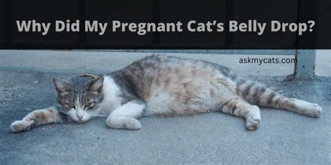 Why Did My Pregnant Cats Belly Drop