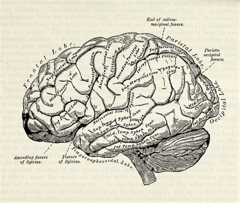 Vintage Medical Illustration Of The Human Brain Canvas Print By Oona