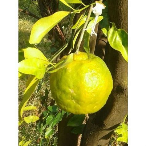 45 Kg Fresh Orange At Rs 22kilogram Oranges In Nagpur Id 14916780912