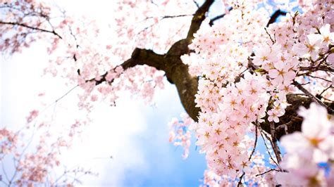 Sakura Flower Wallpapers Top Free Sakura Flower Backgrounds