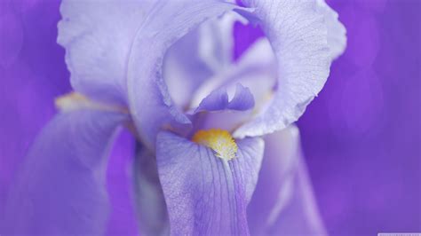 Iris Flower Wallpapers Top Free Iris Flower Backgrounds Wallpaperaccess