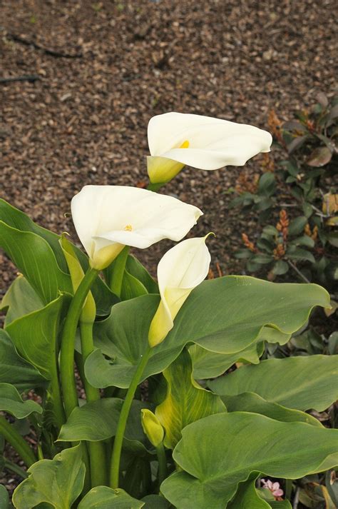 Zantedeschia Aethiopica