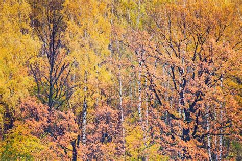 Premium Photo Colorful Fall Forest