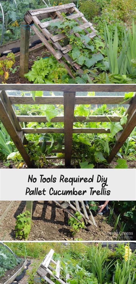 Cucumber Plant Trellis Diy 12 Best Trellis For Cucumber In Raised