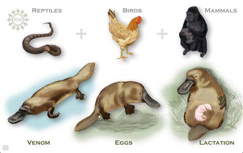 Platypus Genome Decoded All Images Nsf National Science Foundation