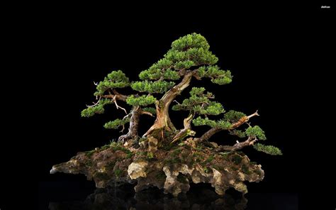 Bonsai Wallpapers Hd Wallpaper Cave