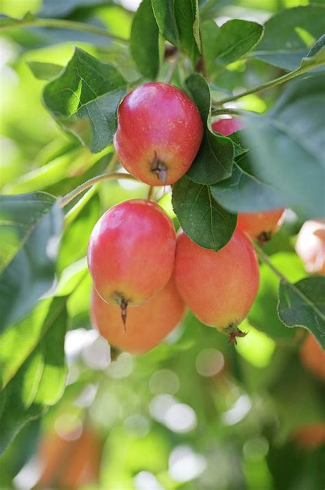 Crabapple Fruits Malus Sp Photograph By Gustoimagesscience Photo