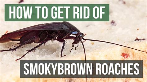 how to get rid of smokybrown cockroaches large outdoor flying roaches youtube