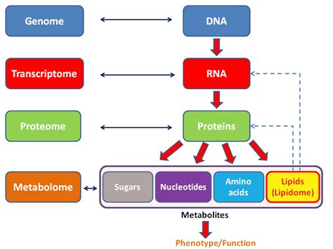 The Rise Of The Omics Metabolomics Biology Frontiers