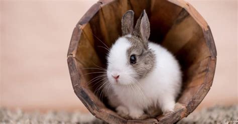 Wild Vs Domestic Rabbits Differences Explained Az Animals