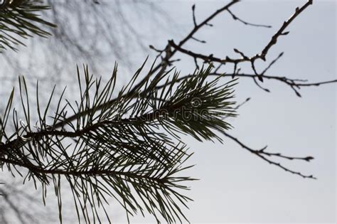 Green Pine Branch Stock Photo Image Of Botanical Pine 125156202