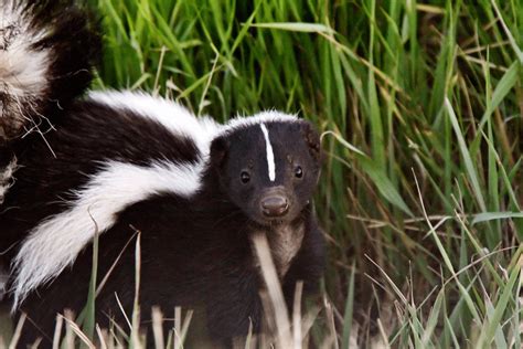 How To Get Rid Of Skunks