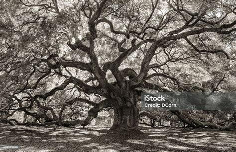 Creepy Tree In Old Forest Stock Photo Download Image Now Live Oak