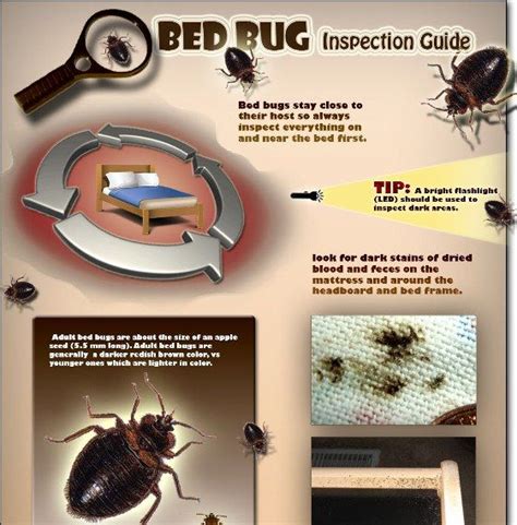 Bed Bug Control Techniques Chanel Bed Bugs 0602b5