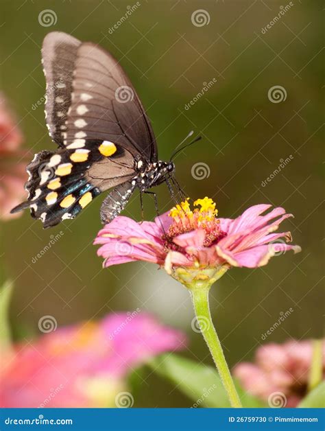 Farfalla Verde Di Swallowtail Che Si Alimenta Sullo Zinnia Dentellare