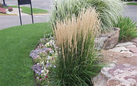 Karl Foerster Reed Grass 1 Gallon Ornamental Grass Perennial