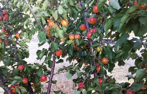 Perle Cot Apricot Fruit Tree Variety Anfic
