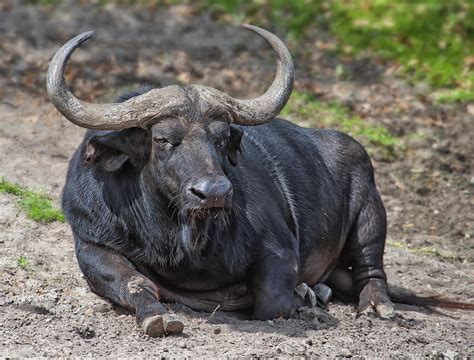 Water Buffalo Natural History On The Net