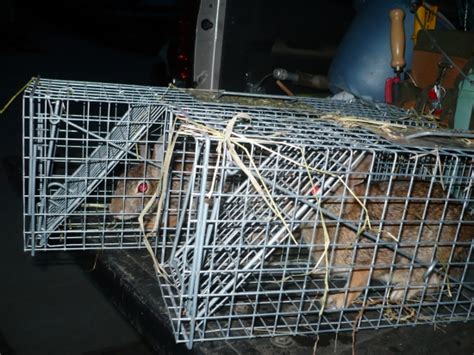 Maybe you would like to learn more about one of these? Michigan Rabbit Trapping and Removal Services