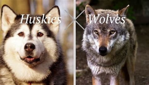 Husky Vs Wolf Yes There Are Huge Differences Mhl Wolf Dog