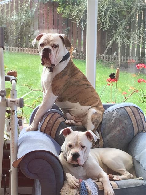 We demand a thick back and neck with muscle packed on the hindquarters. American bulldog puppies for sale | Morpeth ...