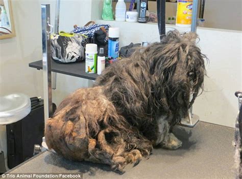 Meet Ellen The 2 Year Old Rescue Dog Whose Amazing Transformation From