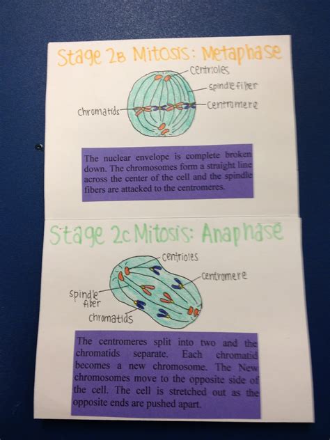 Cards And Cardigans Cell Cycle Foldable