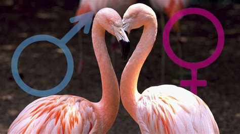 Why Bird Sex Chromosomes Are Weird Seeker