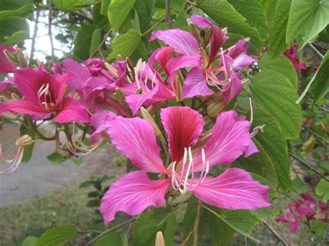 Hong Kong Orchid Tree Bauhinia X Blakeana Orchid Tree Orchids