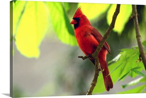 A Male Northern Cardinal Cardinalis Cardinalis Perched On A Tree
