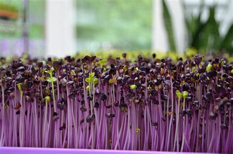 Marvellous Microgreens How To Grow Microgreens Indoors Simple Happy Home