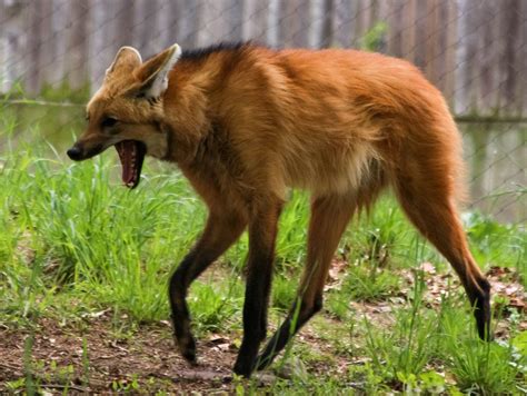 Maned Wolf Wallpapers Wallpaper Cave