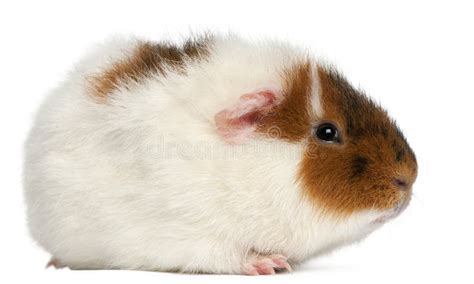 Teddy Guinea Pig 9 Months Old In Front Of White Background Stock