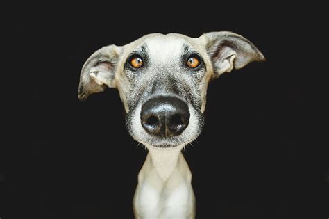 Delightfully Expressive Portraits Of Dogs By Elke