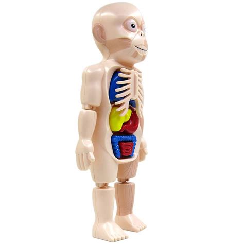 Buy Nuobesty Human Torso Model Human Body Oragans Model Assembly Toy